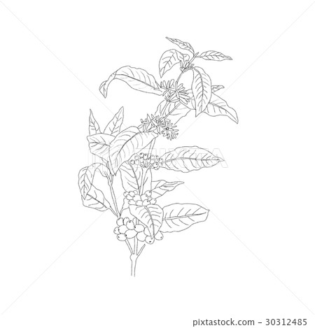 Coffee flower Coffee flower 30312485