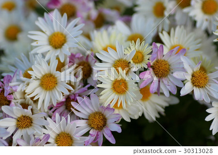 Spray mum Spray mum 30313028