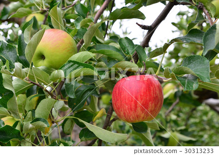 Apple (Malus domestica), on the tree, in japan Apple (Malus domestica), on the tree, in japan 30313233