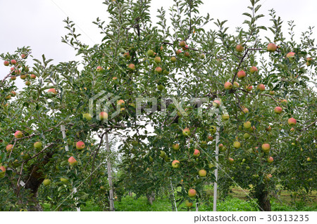 Apple (Malus domestica), on the tree, in japan Apple (Malus domestica), on the tree, in japan 30313235