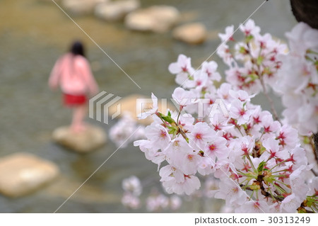 Cherry blossoms of Ashiya River Cherry blossoms of Ashiya River 30313249