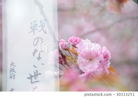 Image of peace he wrote with haiku and cherry Image of peace he wrote with haiku and cherry 30313251