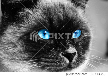 Black and white cat with blue eyes Black and white cat with blue eyes 30313350
