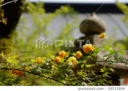 Yae Yamabuki and lanterns 30313884