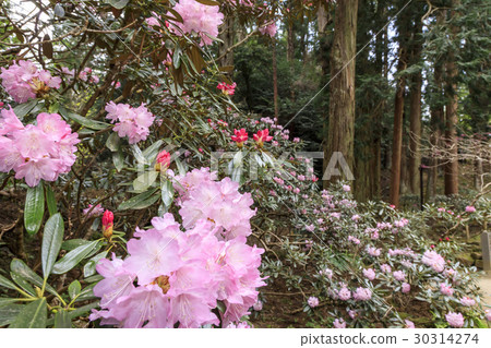 開花與櫻花的新鮮的綠色和Murouji寺廟 開花與櫻花的新鮮的綠色和Murouji寺廟 30314274