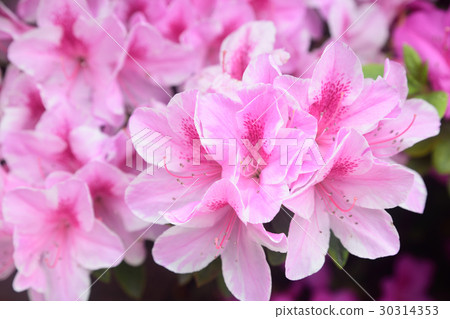 杜鵑花 30314353