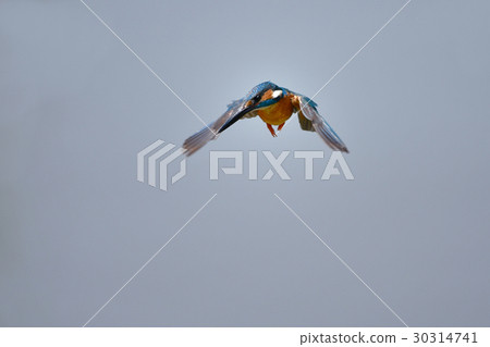 翠鳥徘徊 翠鳥徘徊 30314741