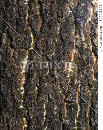 rough dry crack tropical tree bark close up textur 30315198