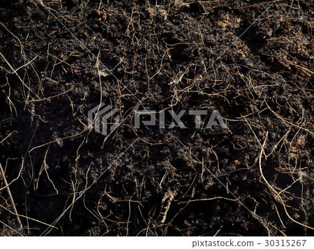 dark earth ground floor of tropical garden pathway dark earth ground floor of tropical garden pathway 30315267