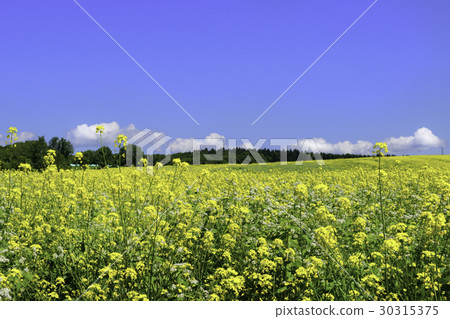Blue sky and rape blossoms Field Kikarashi Minamifurano 30315375