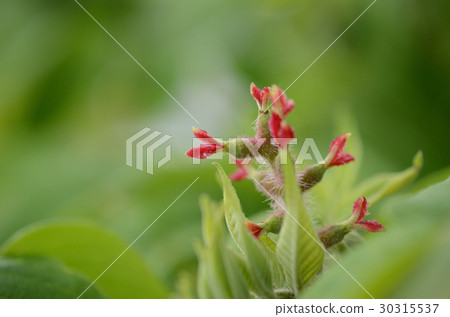 Onigurumi /邪魔核桃女性花 30315537