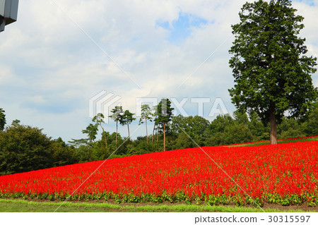 Salvia field of flower circuit Salvia field of flower circuit 30315597