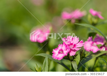 Pink colorful flower blossoms Pink colorful flower blossoms 30315617