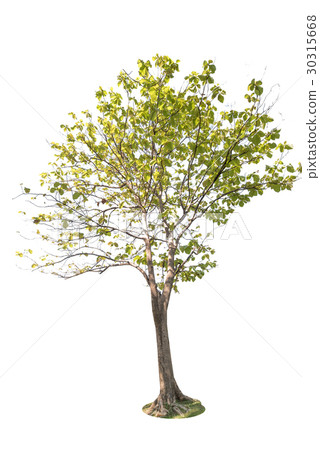 Big trees isolated on white background 30315668