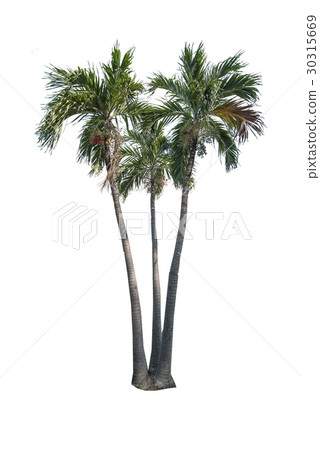 palm tree isolated on white background palm tree isolated on white background 30315669