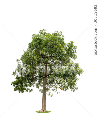 Big trees isolated on white background 30315692