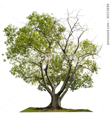 Big trees isolated on white background 30315699