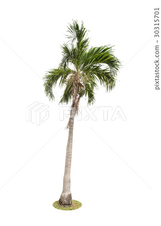 palm tree isolated on white background palm tree isolated on white background 30315701