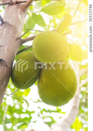 Jackfruit Tree and young Jackfruits 30315746