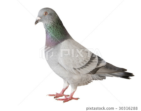 speed racing pigeon bird isolated white speed racing pigeon bird isolated white 30316288