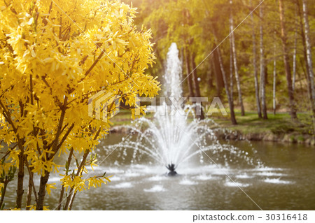 Ornamental gardens with lake, blooming bushes and 30316418