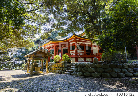 Fresh green bamboo garden Hakusa Hachimangu Shrine 30316422