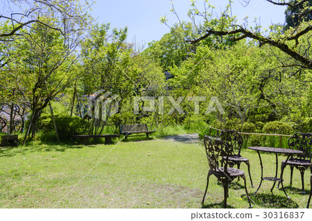 Fresh green bamboo garden 30316837