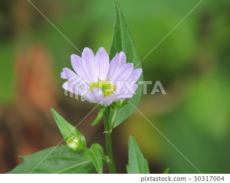 Miyako Wasure 30317004