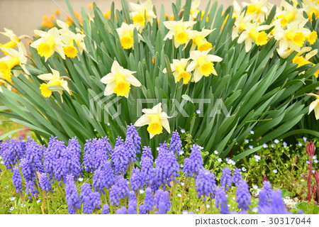 Muscari and daffodil 30317044