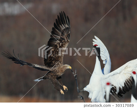 Caterpillar and White-tailed Eagle 30317089