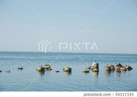 Gulls seats on buoys in the sea Gulls seats on buoys in the sea 30317193
