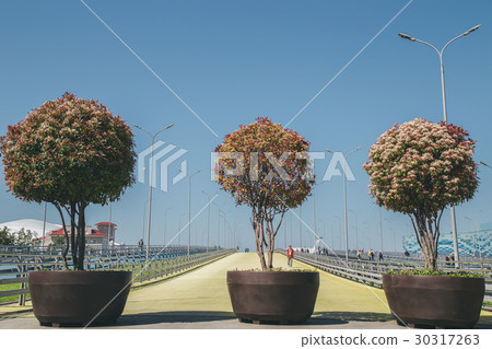 three trees on the road 30317263