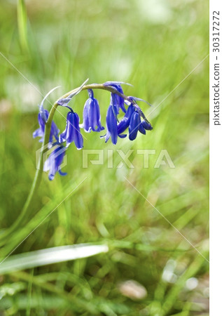 英語·藍貝爾 30317272