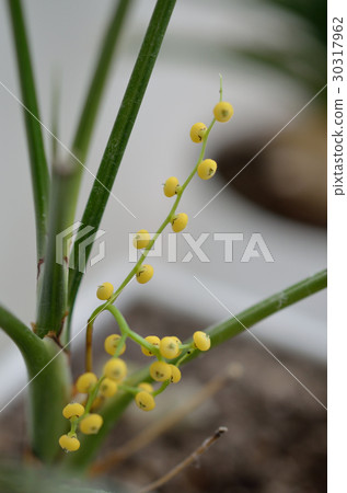 Table palm tree Table palm tree 30317962