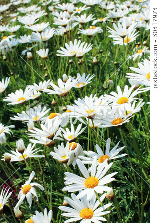 夏天 波斯菊 花海 Cosmos Flowers 夏天 波斯菊 花海 Cosmos Flowers 30317973