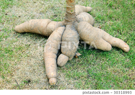 Tapioca Plants Cassava 30318993