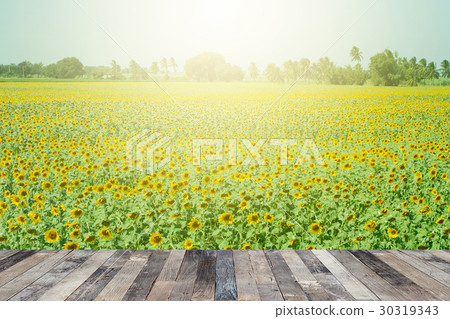 Sunflower field above a wooden floor Sunflower field above a wooden floor 30319343