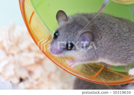 African Pygmy Dormouse on running wheel 30319630