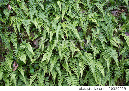 斜坡與厚厚的蕨類植物 30320629