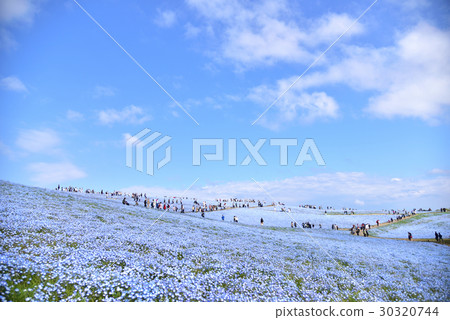 Nemophila 30320744