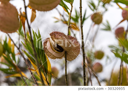 水果水果 水果水果 30320935