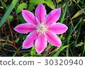 Pink clematis (3) 30320940