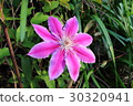 Pink clematis (2) 30320941