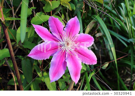 粉紅色的鐵線蓮(2) 粉紅色的鐵線蓮(2) 30320941