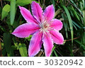 Pink clematis (1) 30320942