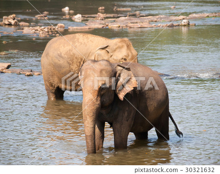 Young asian elephants having bath- Elephas maximus Young asian elephants having bath- Elephas maximus 30321632