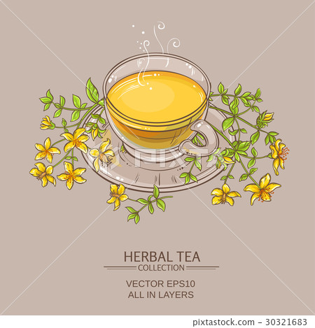 cup of tutsan tea  vector illustration 30321683
