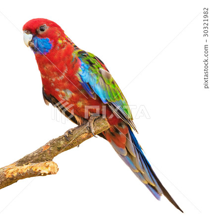 Red parrot 30321982