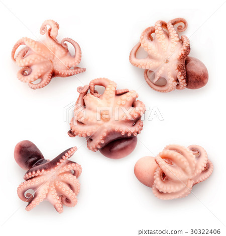 Baby octopus. 30322406