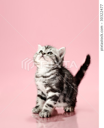 kitten kitten 30322477